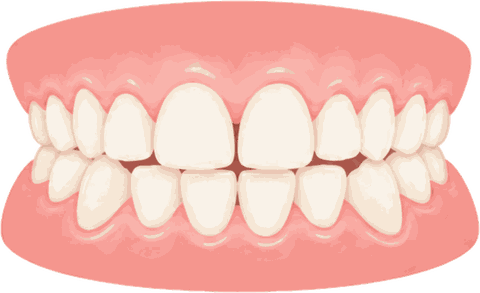 Illustration of teeth sitting in line and meeting evenly
